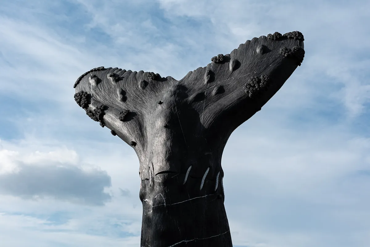 Ballena Jorobada · Finalizado · 3