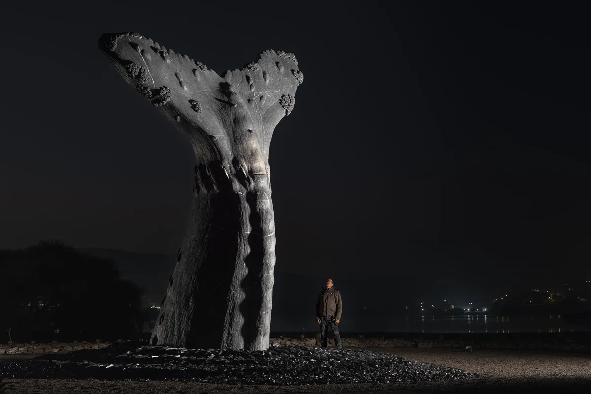 Ballena Jorobada · Finalizado · 7
