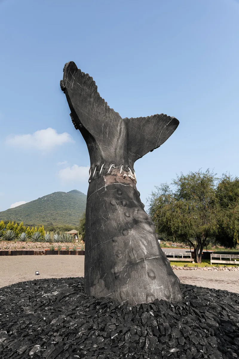 Ballena Jorobada · Finalizado · 13